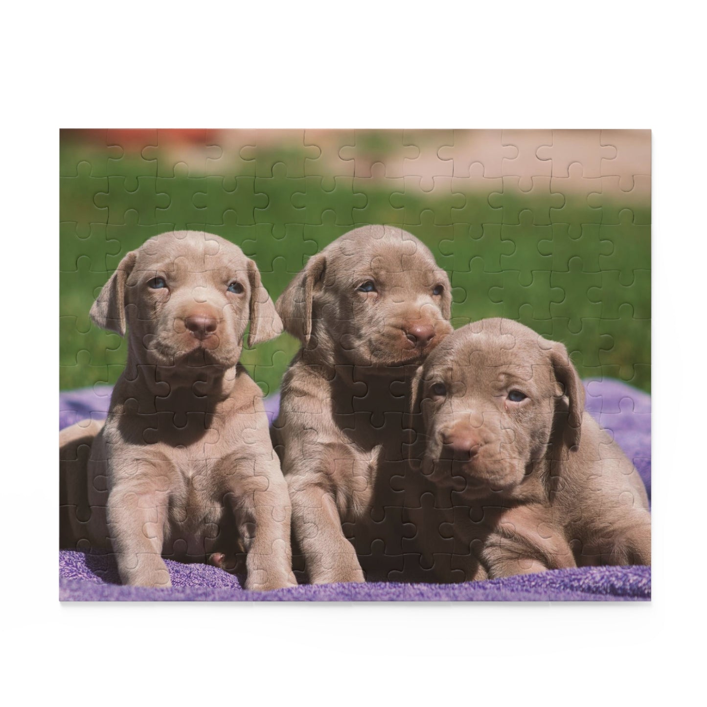 Silver Labrador Retriever Puzzle (120 or 500-Piece)
