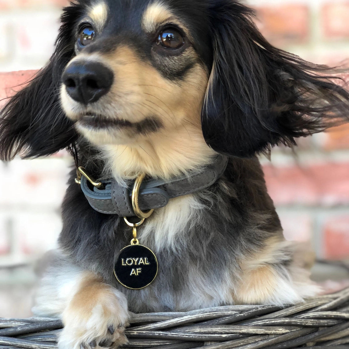 Loyal AF Pet ID Tag - Black