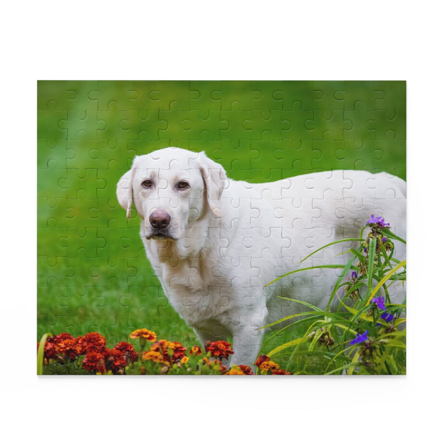 White Labrador Retriever Puzzle (120 or 500-Piece)