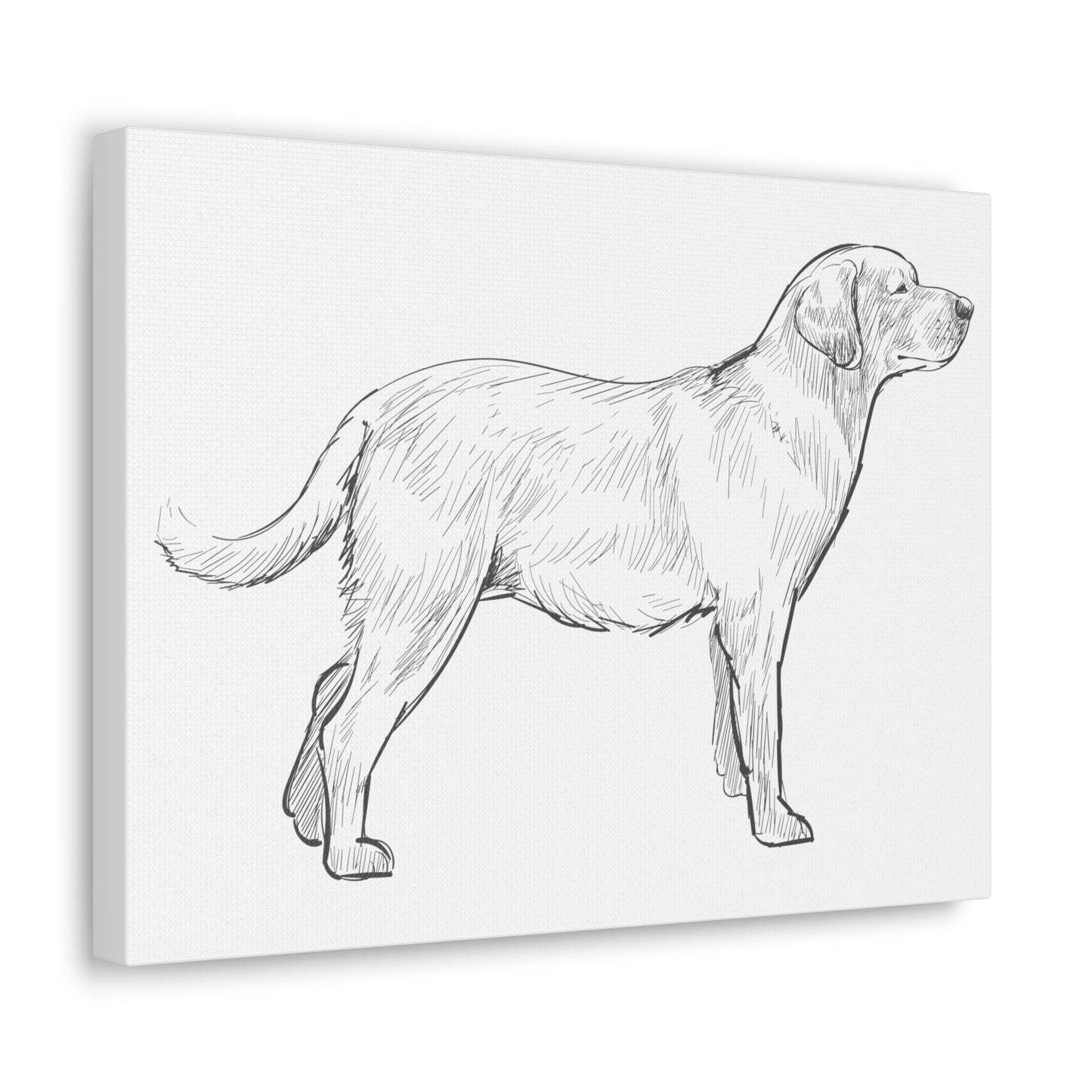Simply Sketched Perfection - Exclusive Labrador Retriever Canvas Gallery Wraps