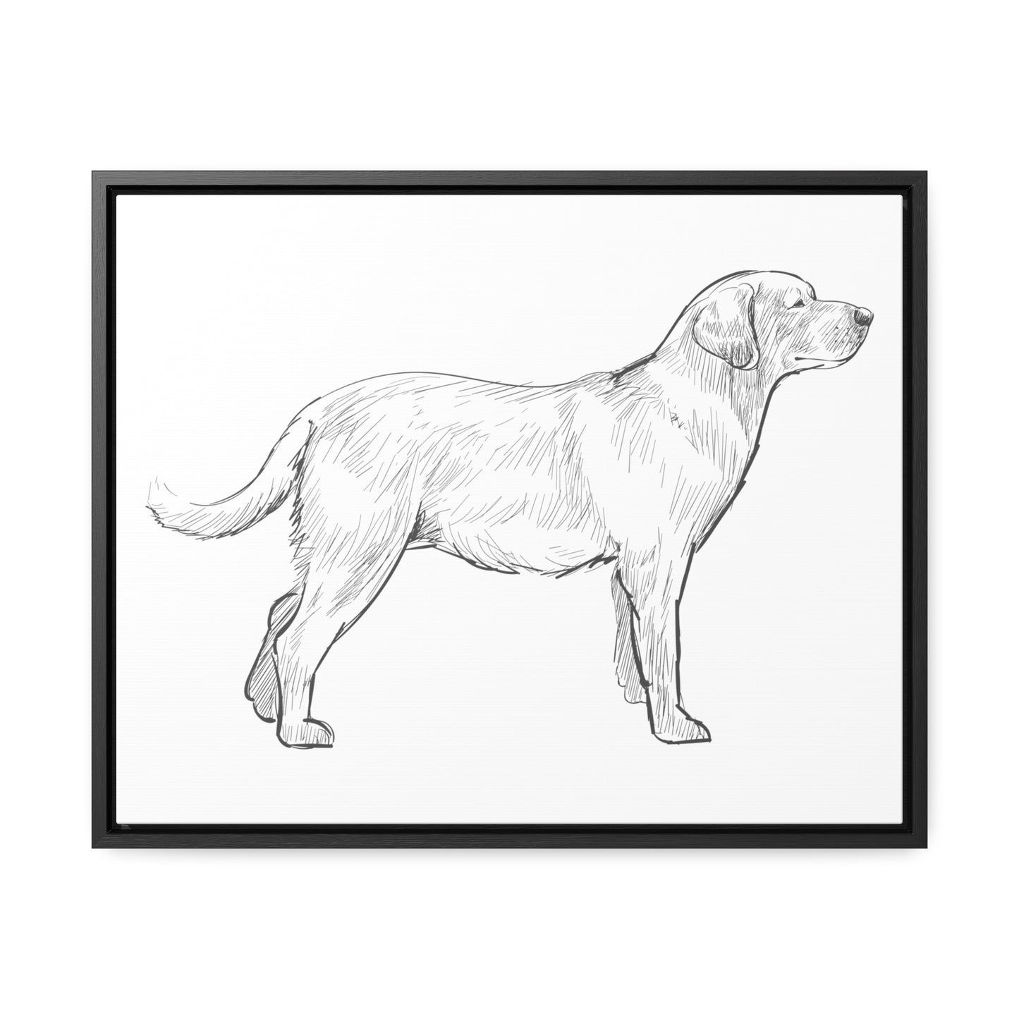 Simply Sketched Perfection - Hand-sketched Labrador Retriever Gallery Canvas with Wood Frame