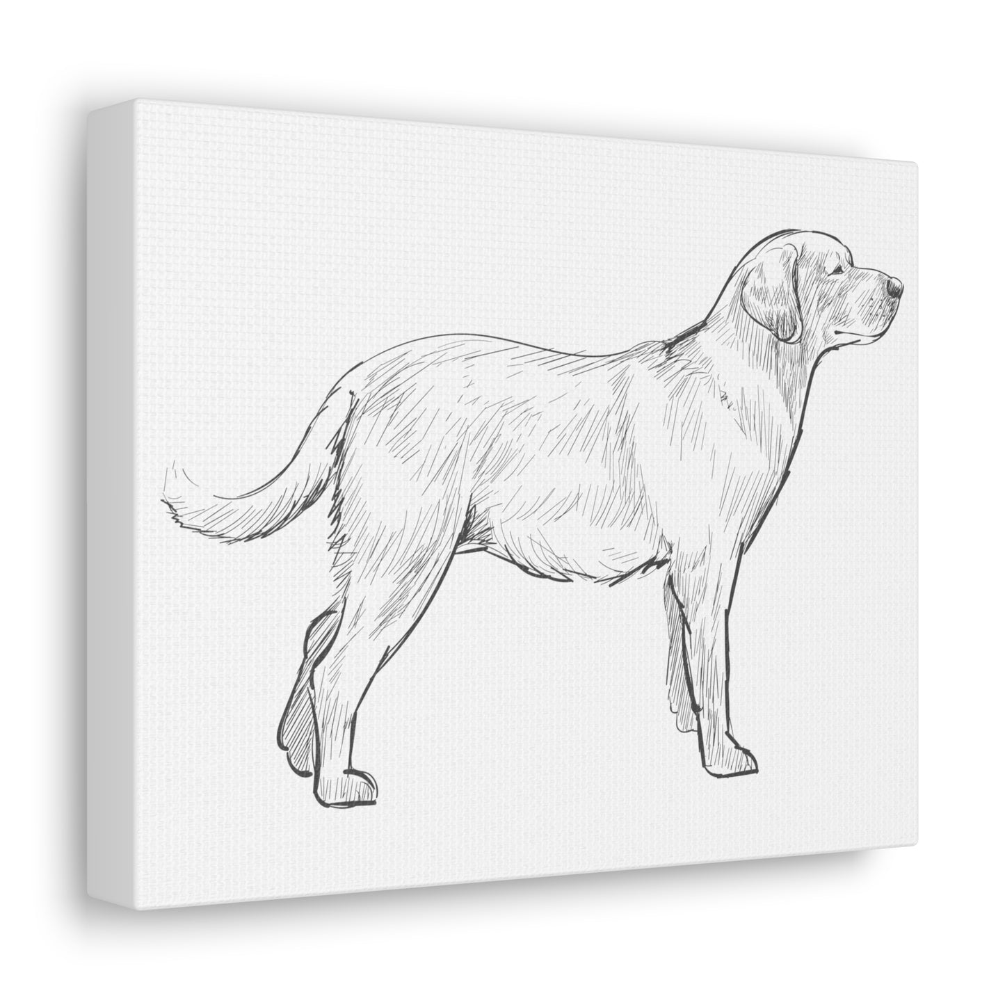 Simply Sketched Perfection - Exclusive Labrador Retriever Canvas Gallery Wraps