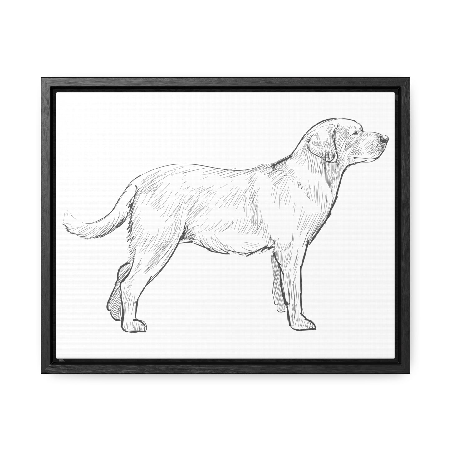 Simply Sketched Perfection - Hand-sketched Labrador Retriever Gallery Canvas with Wood Frame