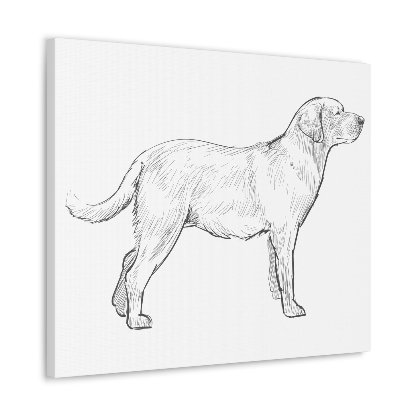 Simply Sketched Perfection - Exclusive Labrador Retriever Canvas Gallery Wraps