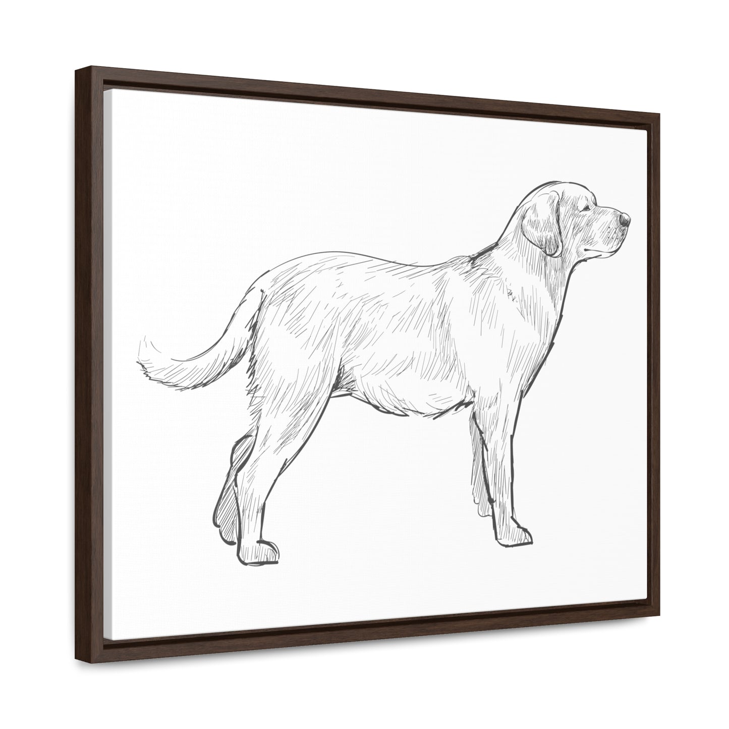 Simply Sketched Perfection - Hand-sketched Labrador Retriever Gallery Canvas with Wood Frame