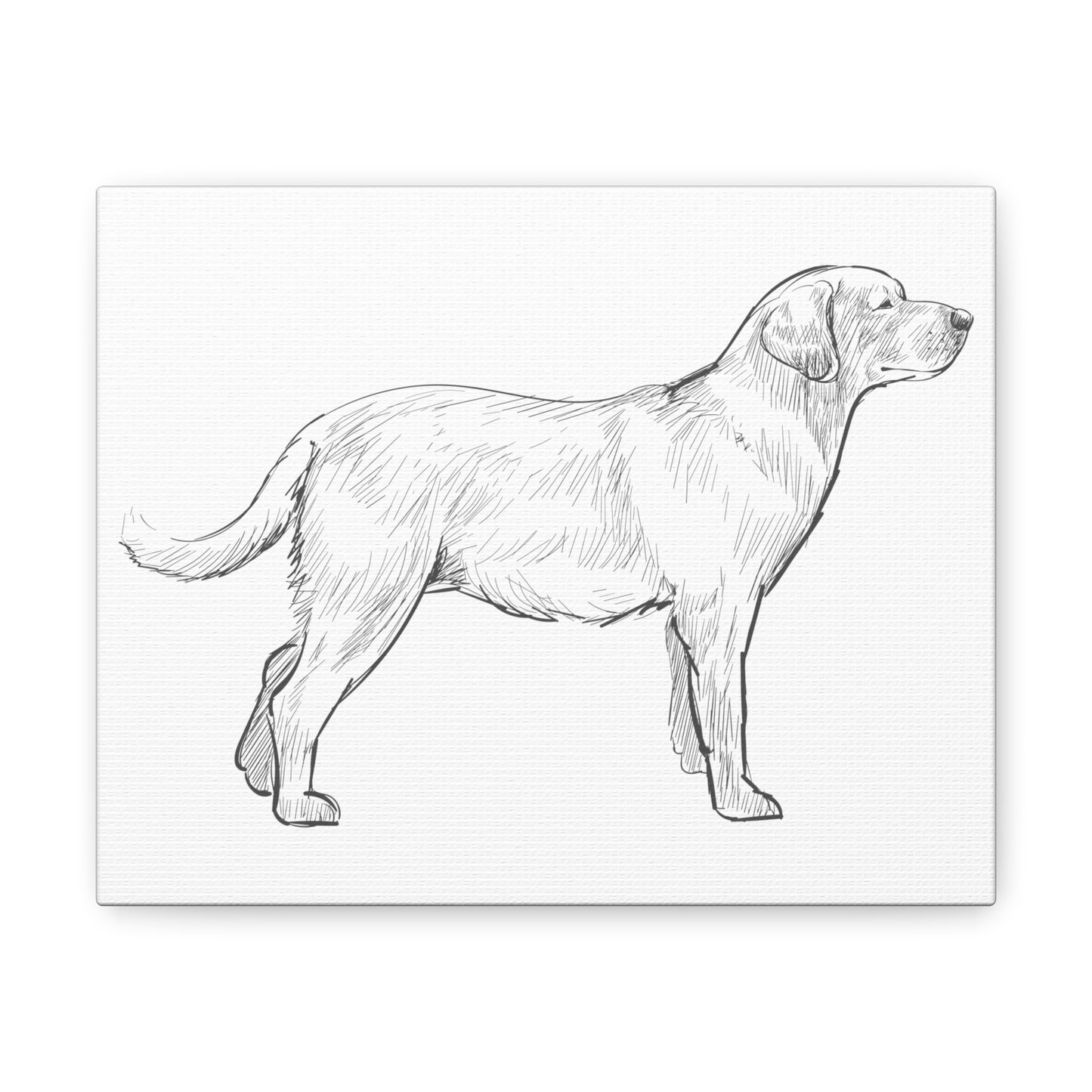 Simply Sketched Perfection - Exclusive Labrador Retriever Canvas Gallery Wraps