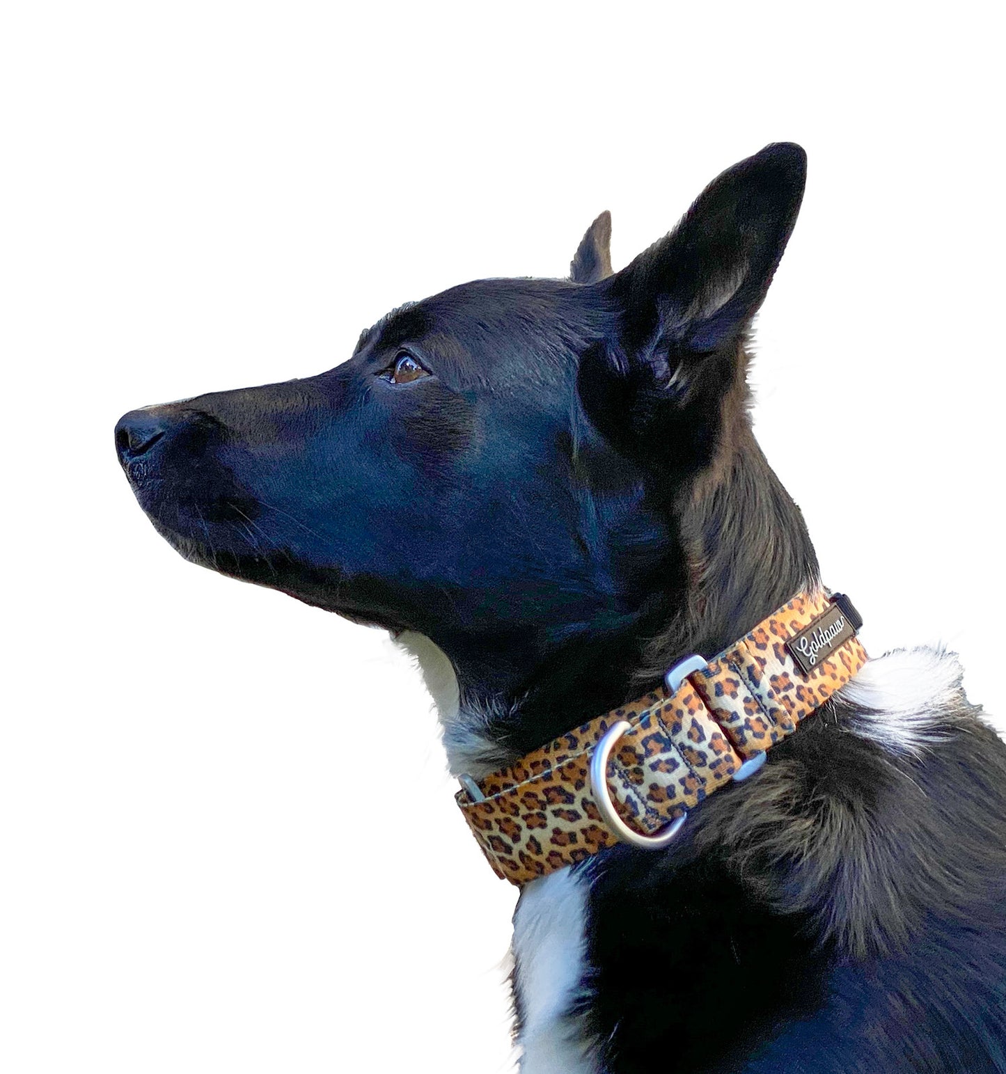 Featherweight Martingale Collar