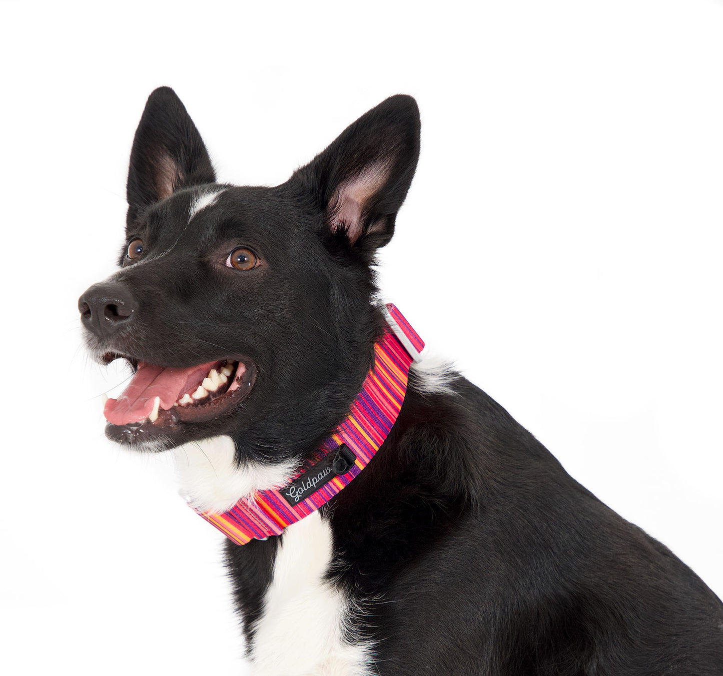 Featherweight Martingale Collar