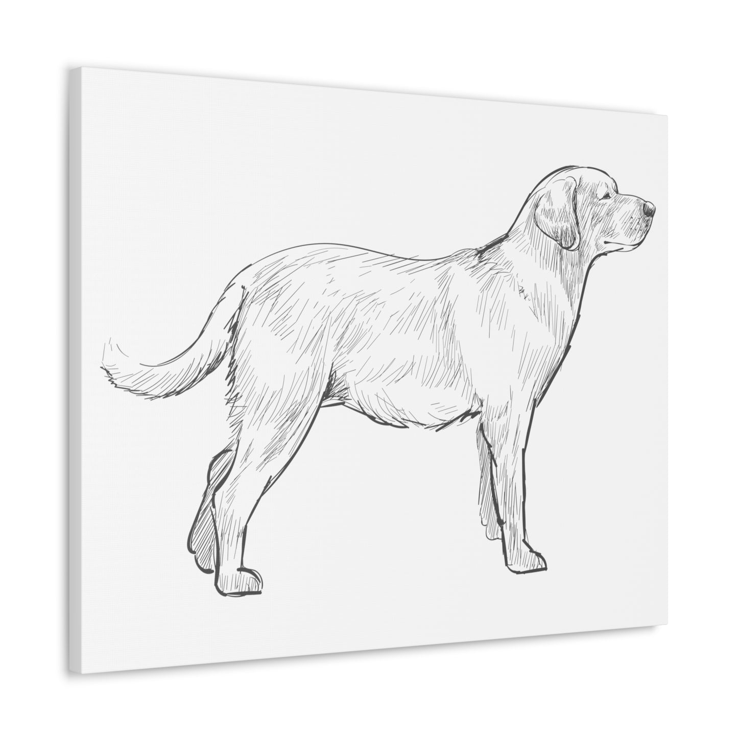 Simply Sketched Perfection - Exclusive Labrador Retriever Canvas Gallery Wraps