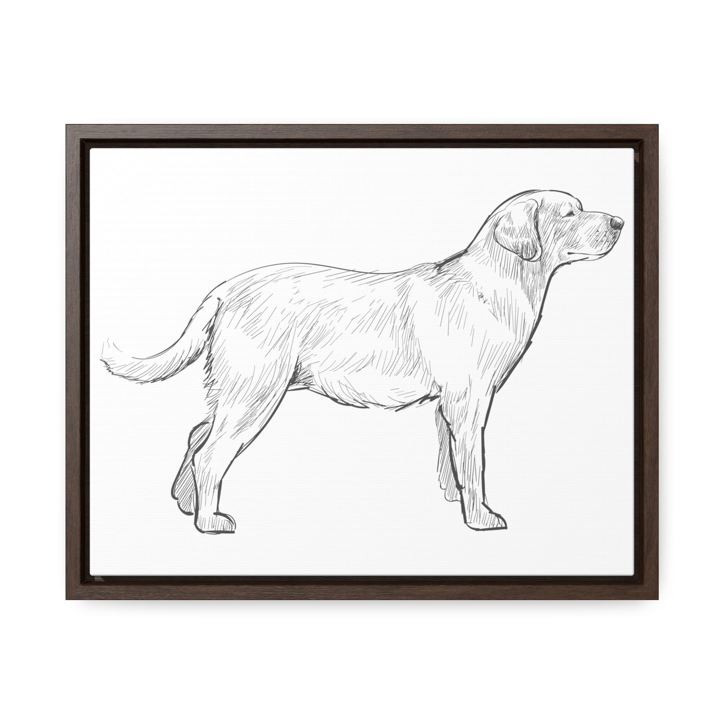 Simply Sketched Perfection - Hand-sketched Labrador Retriever Gallery Canvas with Wood Frame