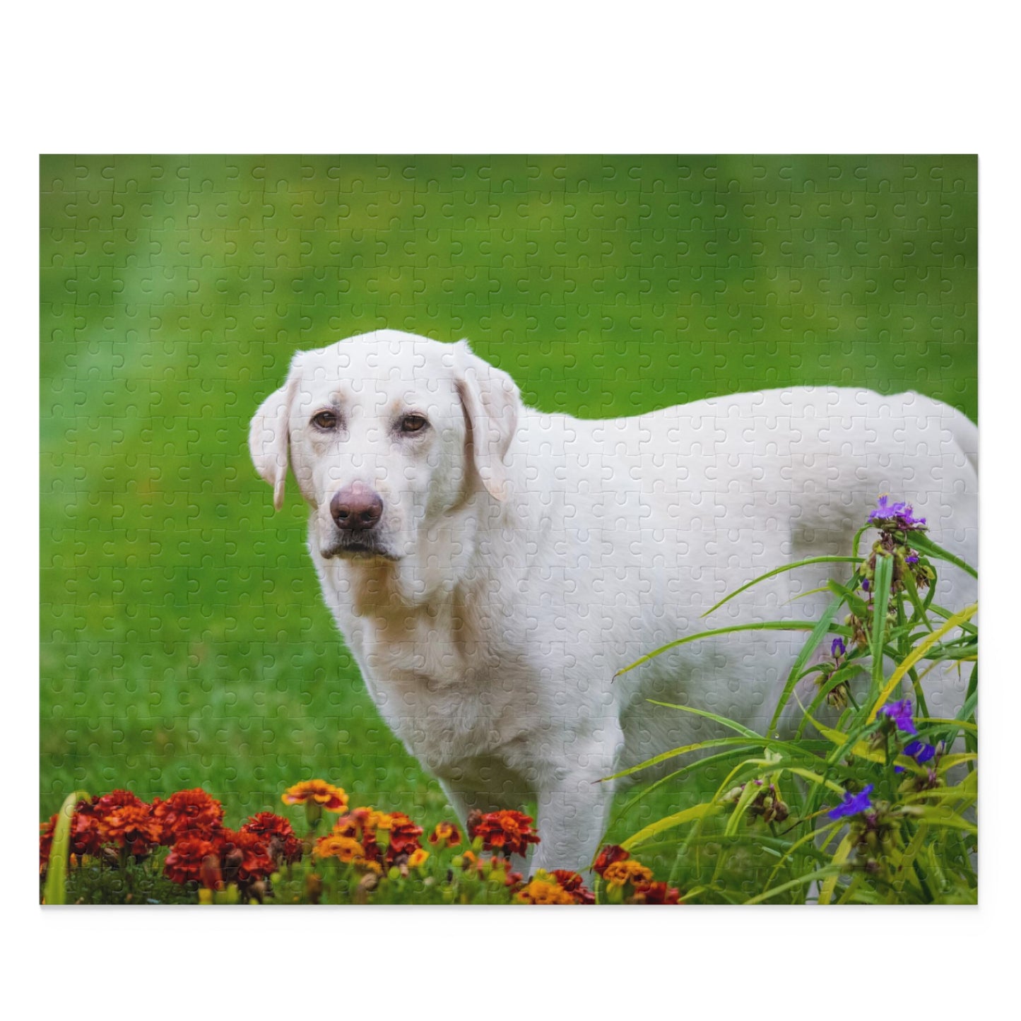 White Labrador Retriever Puzzle (120 or 500-Piece)