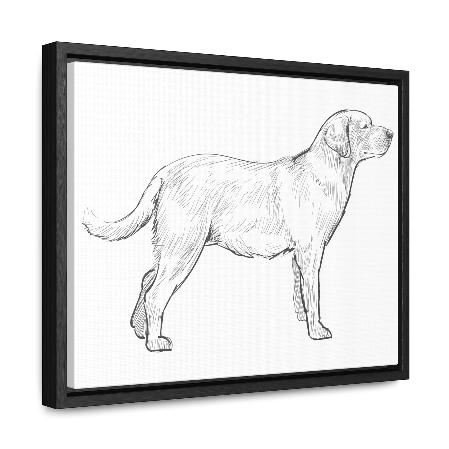 Simply Sketched Perfection - Hand-sketched Labrador Retriever Gallery Canvas with Wood Frame