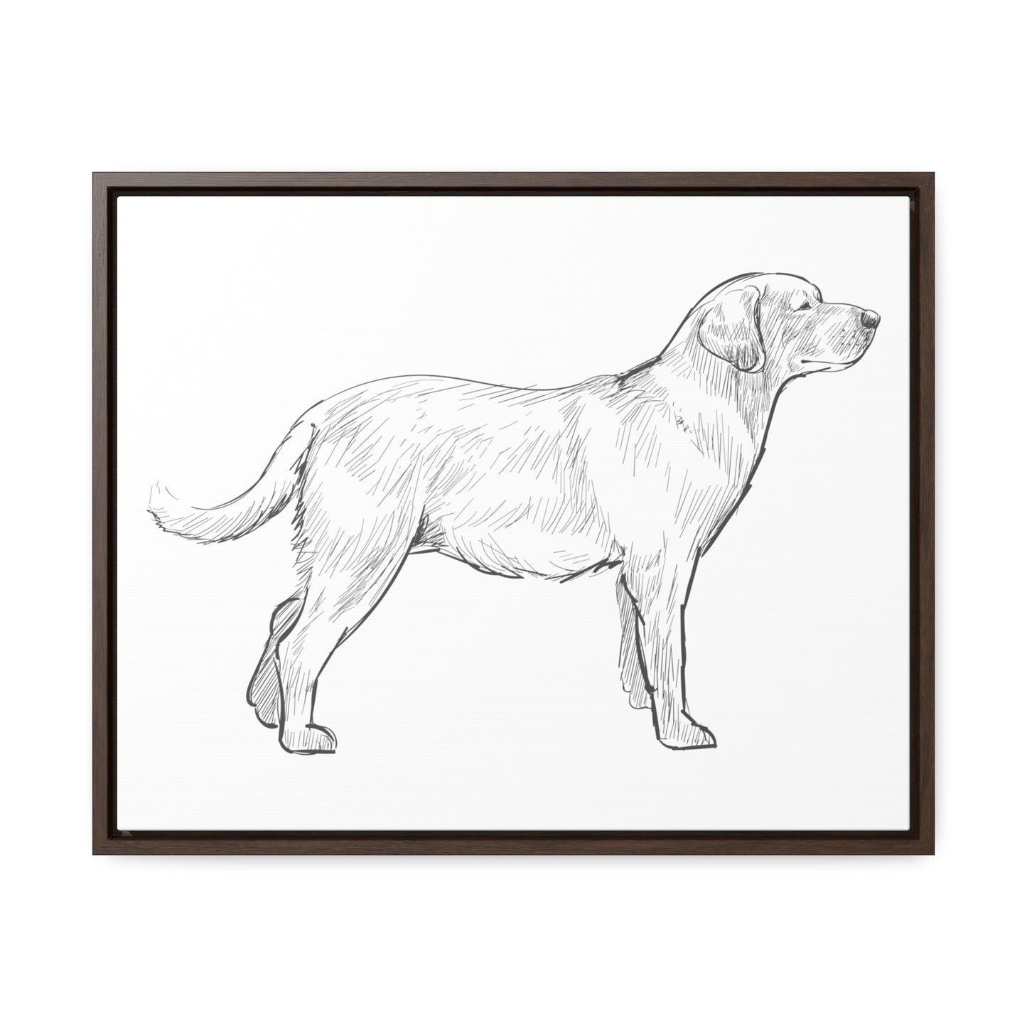 Simply Sketched Perfection - Hand-sketched Labrador Retriever Gallery Canvas with Wood Frame