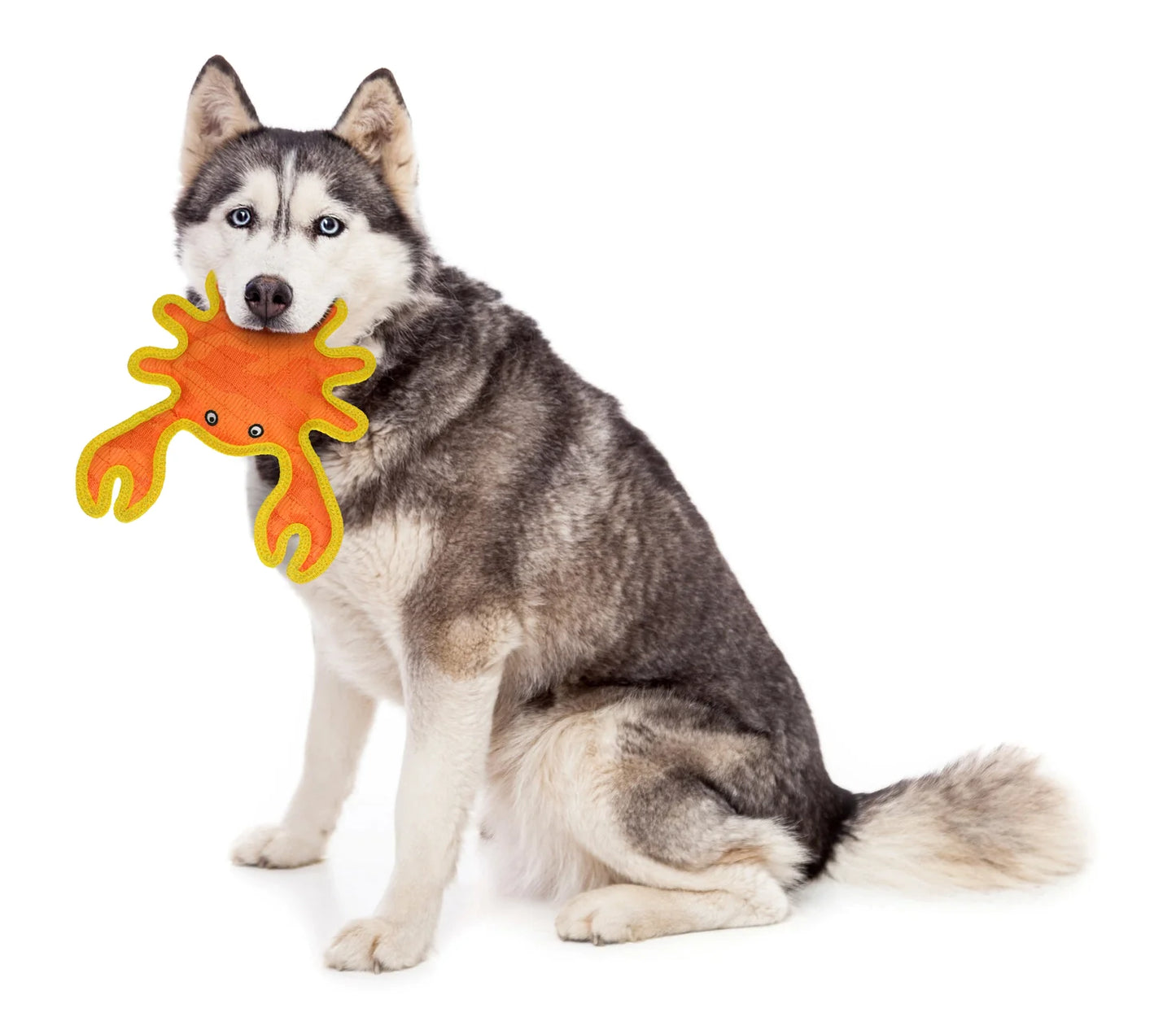 DuraForce Crab Tough Toy