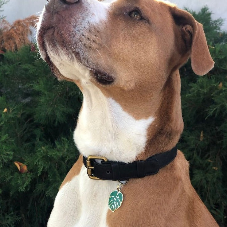 Monstera Leaf Pet ID Tag - 3 Red Rovers