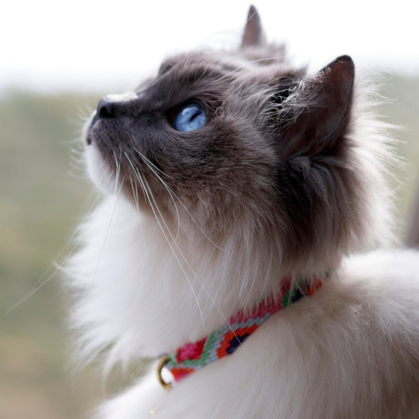 ATWCW Block Island Coffee - Mayan Artisan-Handmade Dog Collars