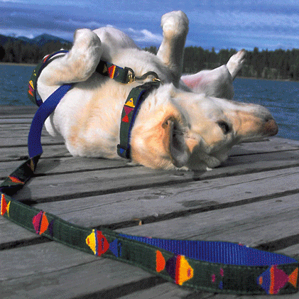 ATWCW At the Beach Bahamas - Mayan Artisan-Handmade Dog Collars